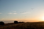 Sandhill Cranes Flying over Fenceline in Nebraska